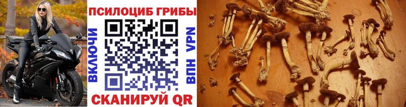 Галлюциногенные грибы мицелий  Краснокаменск 